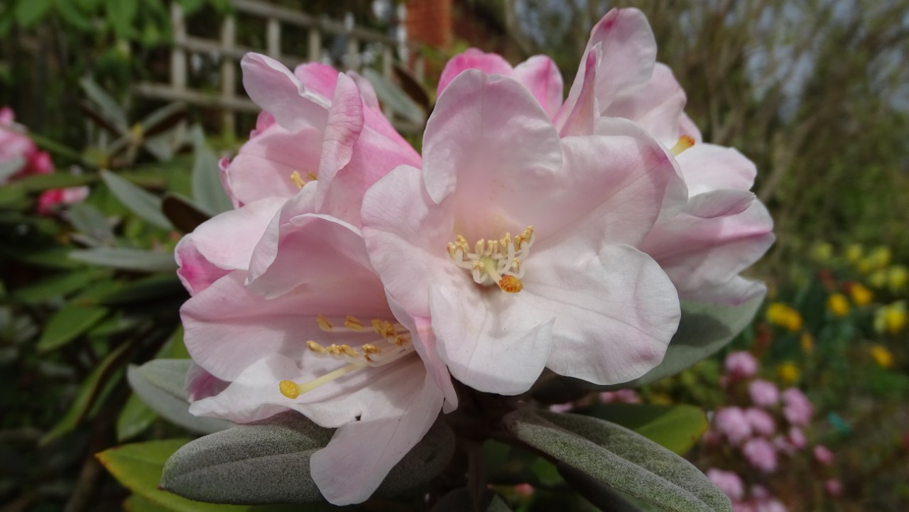 R. pachysanthum AGM